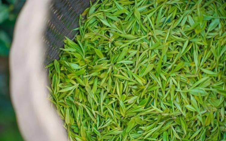 茶叶泡开叶子很大,好的茶叶是不都会下沉 茶叶泡开叶子很大,好的茶叶是不都会下沉