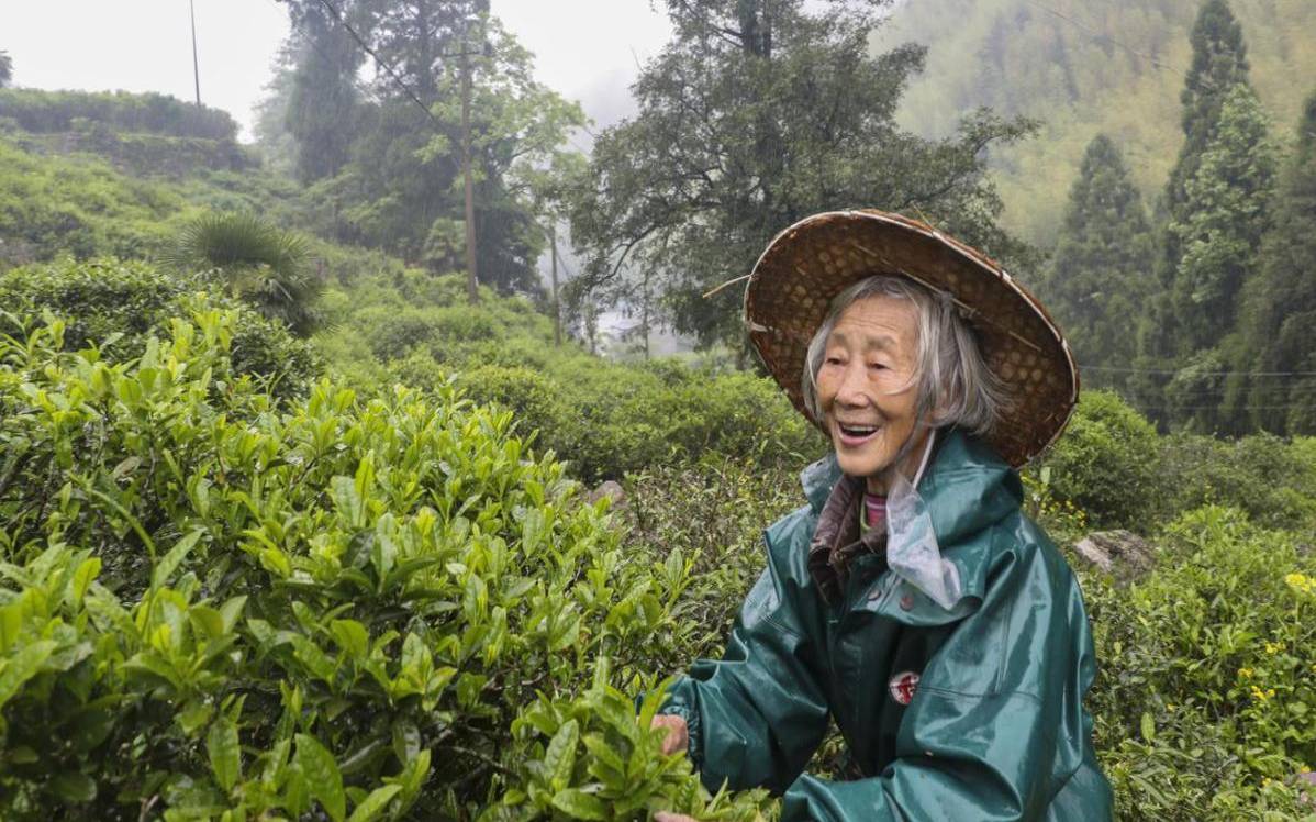 武夷山绿茶有哪些品种,武夷山制茶大师排行榜 武夷山绿茶有哪些品种,武夷山制茶大师排行榜