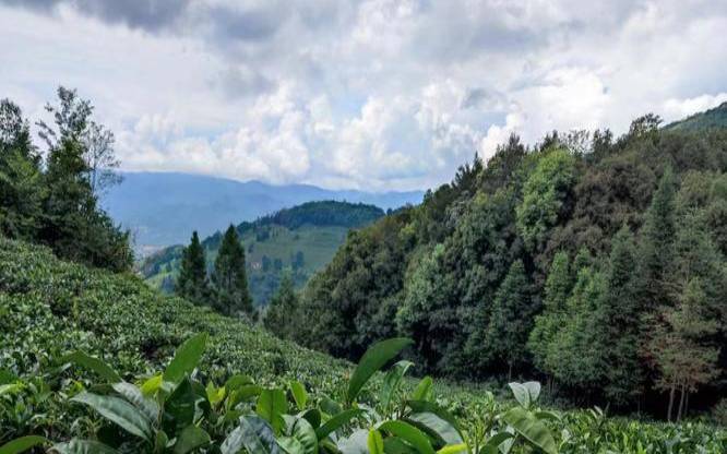 云南尼诺红茶,普勐源普洱茶