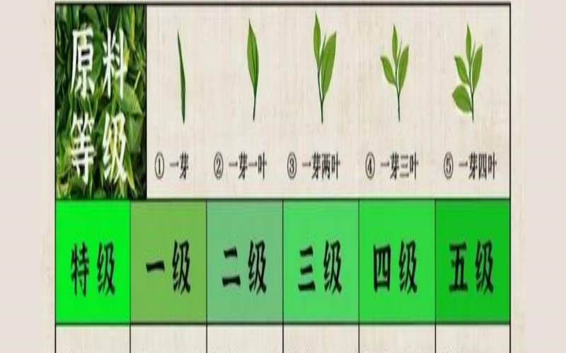 普洱茶料子是什么意思,普洱茶十大学费茶 普洱茶料子是什么意思,普洱茶十大学费茶