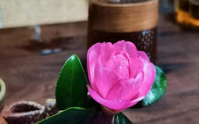 最耐冻的茶花品种,冬天适合的茶叶有哪些 最耐冻的茶花品种,冬天适合的茶叶有哪些