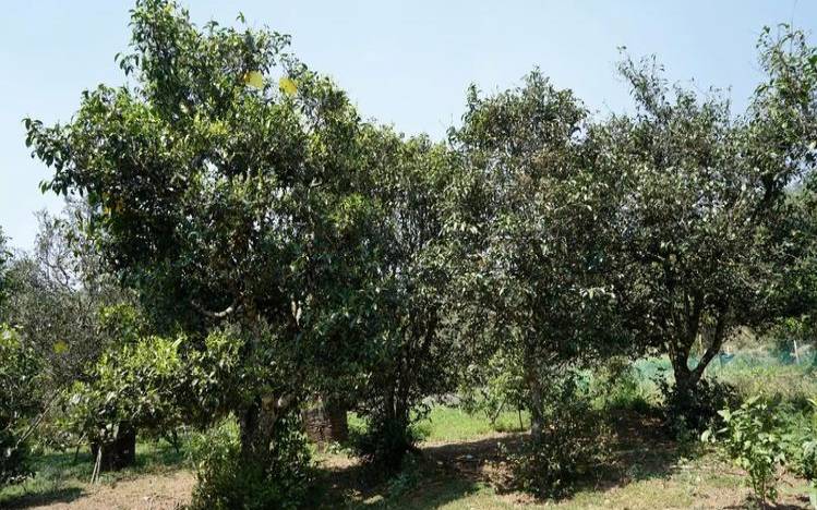 王子冠碧螺春一级多少钱,茶树王茶业普洱茶价格 王子冠碧螺春一级多少钱,茶树王茶业普洱茶价格