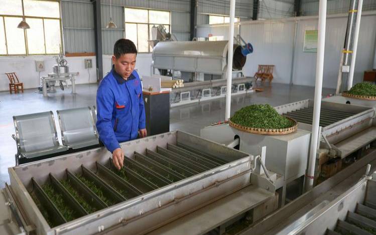 茶叶干燥机烘干机,茶叶烘干机的使用方法 茶叶干燥机烘干机,茶叶烘干机的使用方法