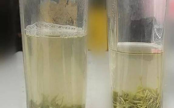 茶叶悬浮在水中,生普茶水里面有悬浮絮状物 茶叶悬浮在水中,生普茶水里面有悬浮絮状物
