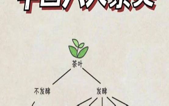 茶叶的发酵有几种,各种茶叶的味道和特点 茶叶的发酵有几种,各种茶叶的味道和特点
