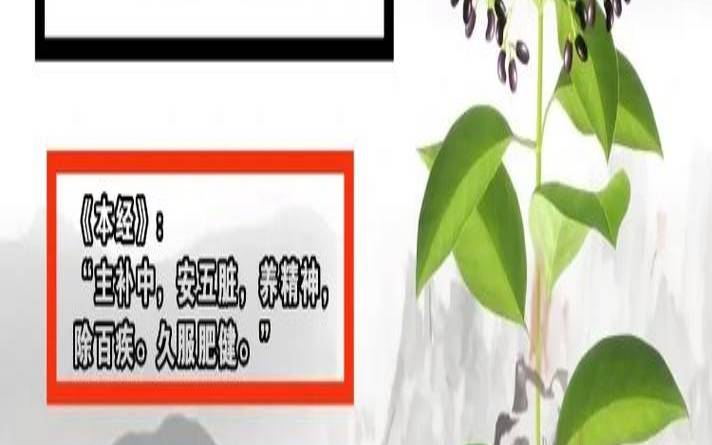 黄芪配女贞子泡水的功效,女贞子黄芪麦冬能一起吃吗 黄芪配女贞子泡水的功效,女贞子黄芪麦冬能一起吃吗