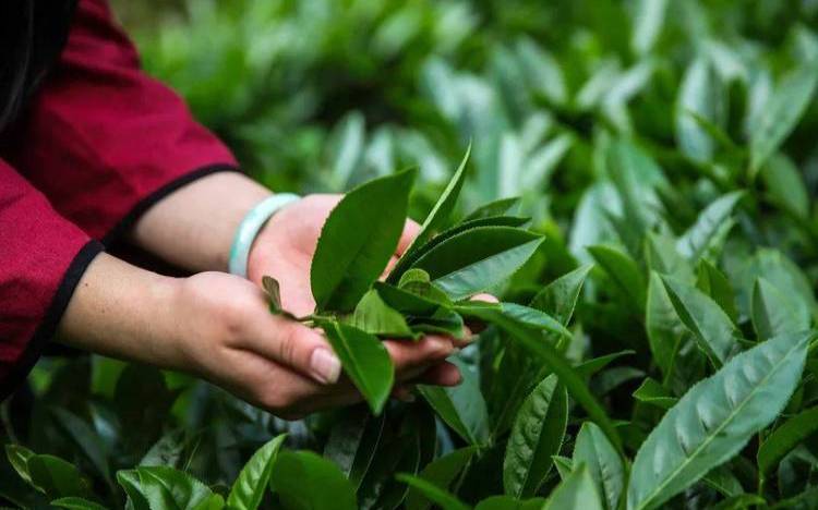 茶叶存放要避免光线吗,素烧一般是多少温度的范围 茶叶存放要避免光线吗,素烧一般是多少温度的范围