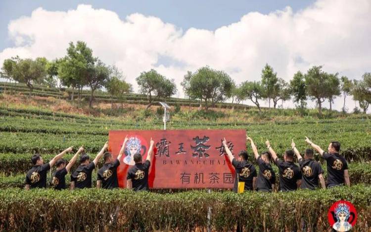 云南可儿卖茶叶的店有哪些,云南买茶哪里靠谱 云南可儿卖茶叶的店有哪些,云南买茶哪里靠谱