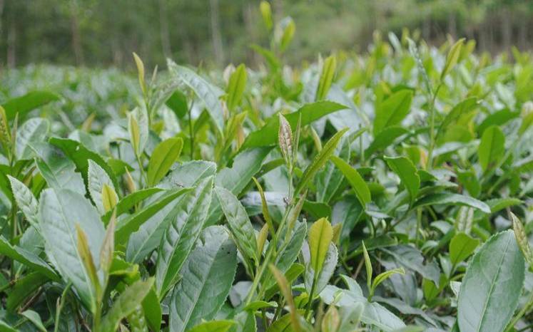 威远县有哪些特产,四川哪种茶叶最有名 威远县有哪些特产,四川哪种茶叶最有名