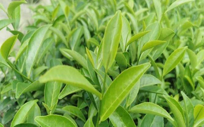 黄金桂茶叶是什么茶,金桂茶是什么茶 黄金桂茶叶是什么茶,金桂茶是什么茶