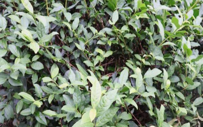 铁观音和龙井是一种茶树吗,铁观音龙井茶哪个好 铁观音和龙井是一种茶树吗,铁观音龙井茶哪个好