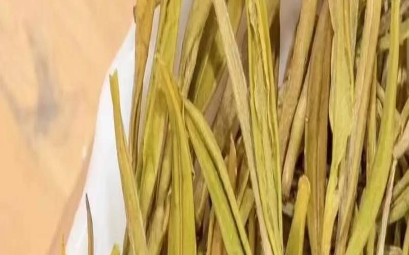 黄金芽茶的特点和功效,力鼎茶能提高男性功能吗 黄金芽茶的特点和功效,力鼎茶能提高男性功能吗