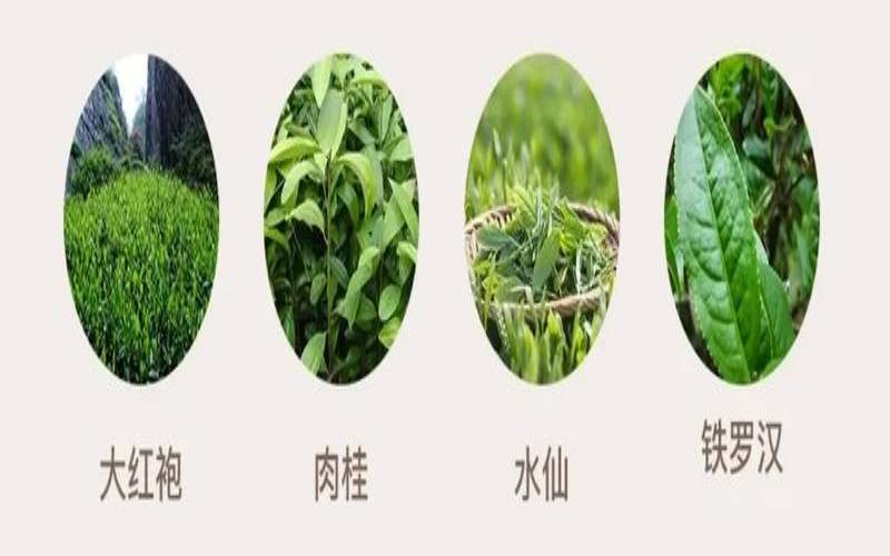 茶叶种类的演变过程,茶叶的种类及特点 茶叶种类的演变过程,茶叶的种类及特点