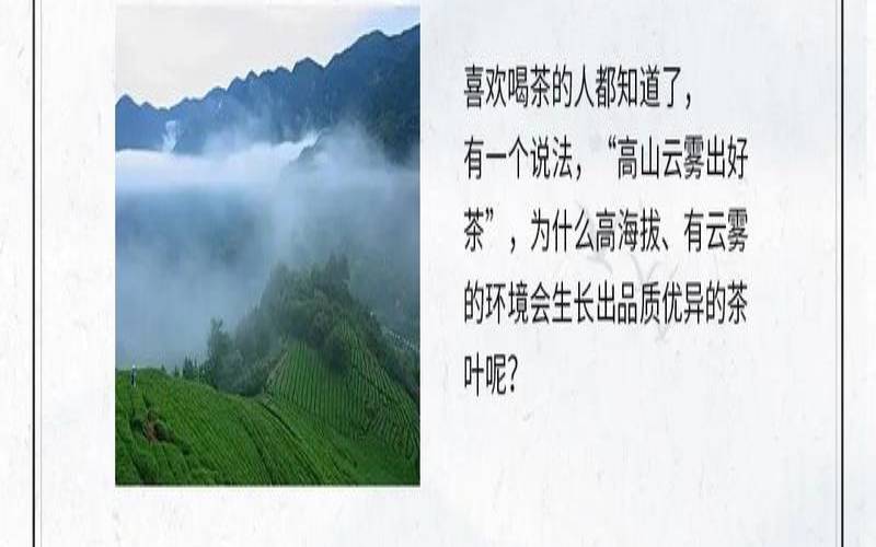 雾对茶叶的作用是什么呢,普洱是云雾茶吗 雾对茶叶的作用是什么呢,普洱是云雾茶吗