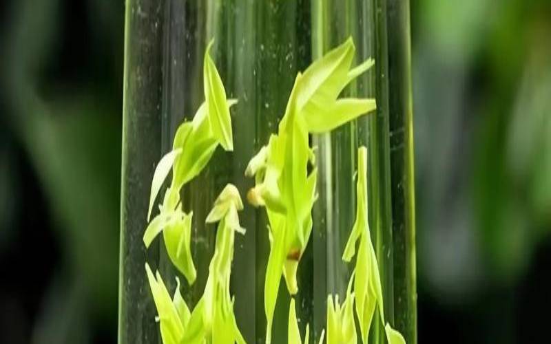 青山绿水茶叶有什么功效,青茶叶的功效与作用及禁忌 青山绿水茶叶有什么功效,青茶叶的功效与作用及禁忌