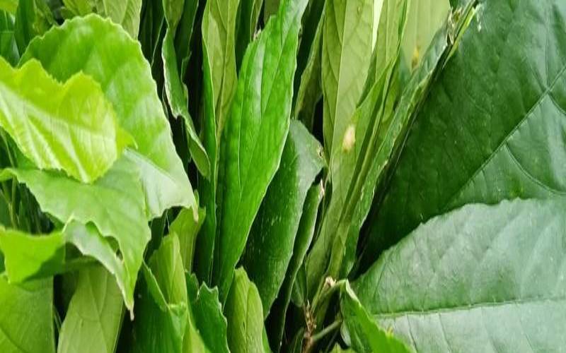 鹧鸪茶一个球喝多久（鹧鸪茶不能乱喝）