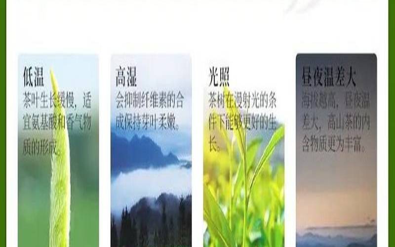高山为何出好茶,高山出好茶的科学道理 高山为何出好茶,高山出好茶的科学道理
