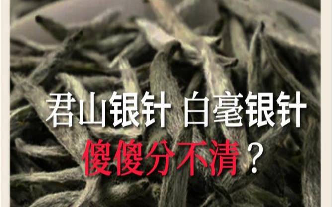 君山银针跟白毫银针的区别,君山银针什么味道 君山银针跟白毫银针的区别,君山银针什么味道