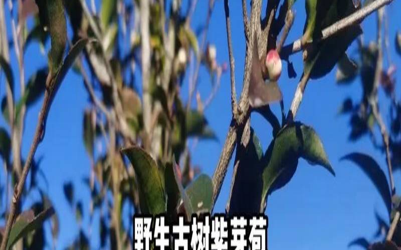 如何去鉴别是否为野生茶（野生茶和普通茶的区别）