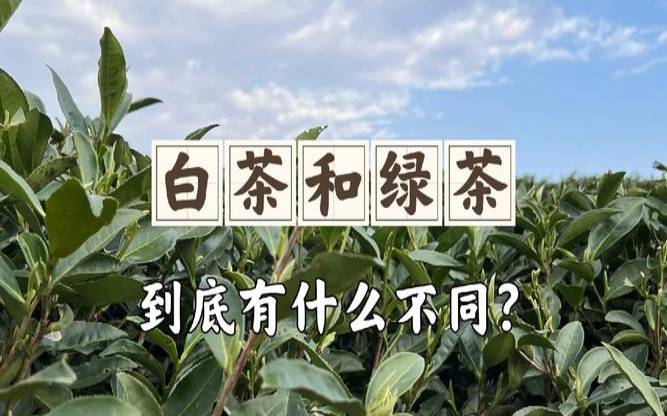 白茶和绿茶哪个好,白茶与绿茶哪个适合长期喝 白茶和绿茶哪个好,白茶与绿茶哪个适合长期喝