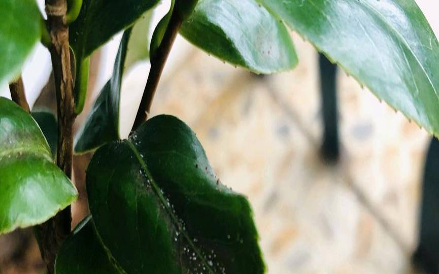 茶树白蜡蚧怎么治（茶树白蛾蜡蝉幼虫）