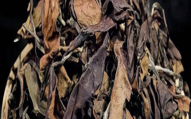泡白茶可以治病（老白茶可以治病嘛）