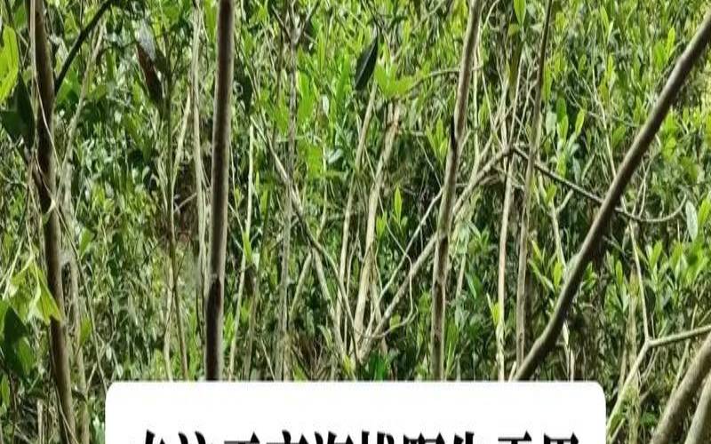 野生茶有哪几种图片,野生茶有哪几种图片