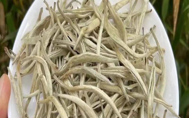 云南月光白茶叶,古树白茶属于什么茶 云南月光白茶叶,古树白茶属于什么茶