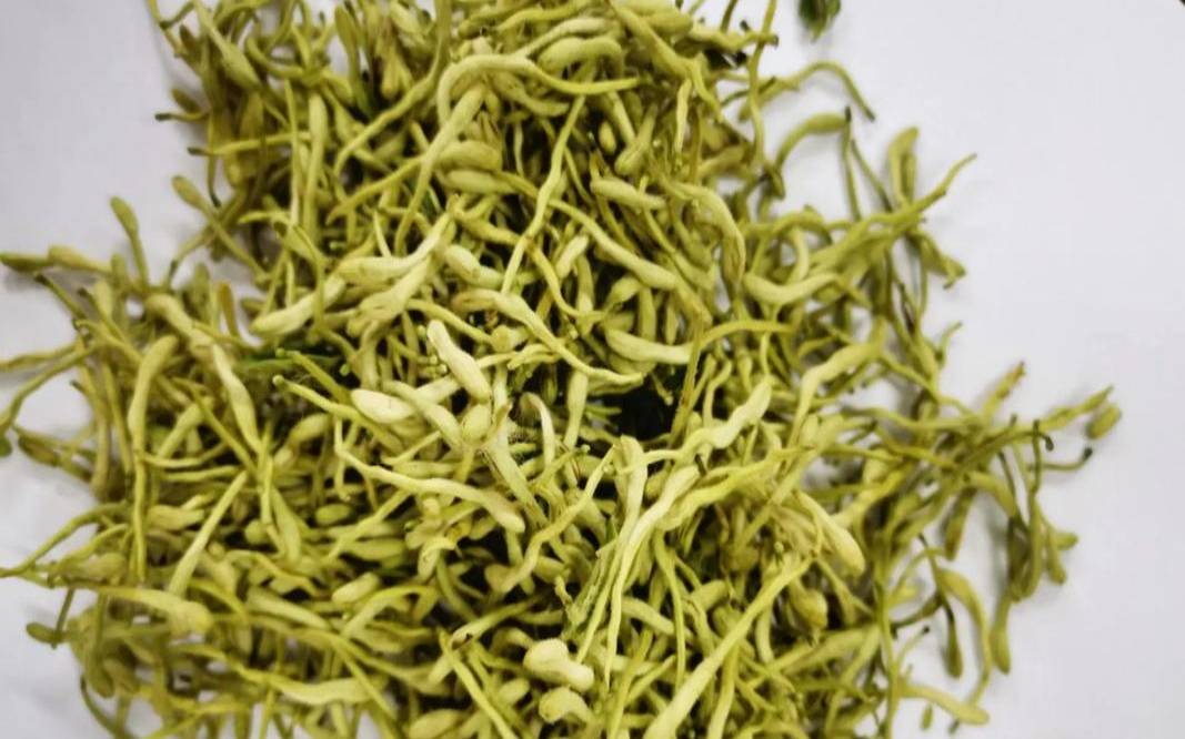 吃药能喝金银花吗,金银花水吃药影响药效吗 吃药能喝金银花吗,金银花水吃药影响药效吗