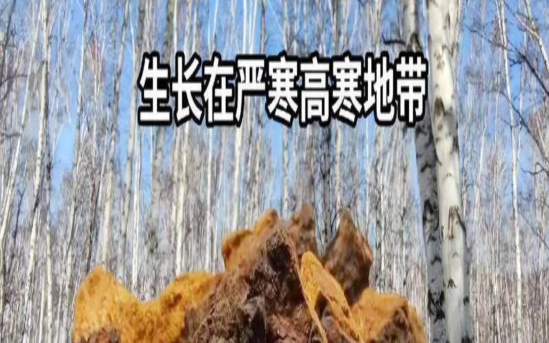 胃不好可以吃桦树茸吗,桦树茸对胃有刺激吗