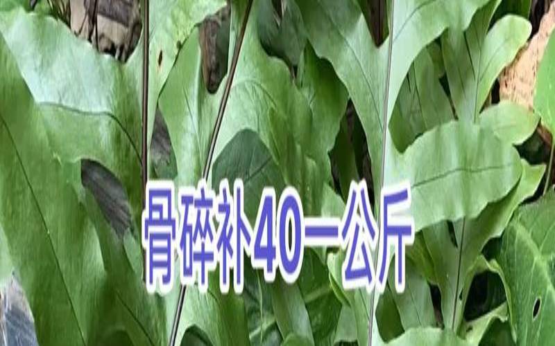 巴岩姜的别名,巴岩姜的功效与作用