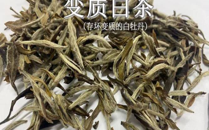 白茶英语怎么读,白茶可以做奶茶喝吗 白茶英语怎么读,白茶可以做奶茶喝吗