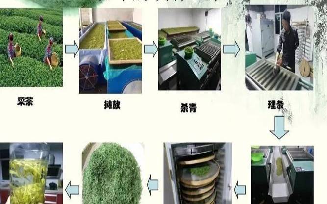 乌龙茶制作工艺，白茶的制作工艺