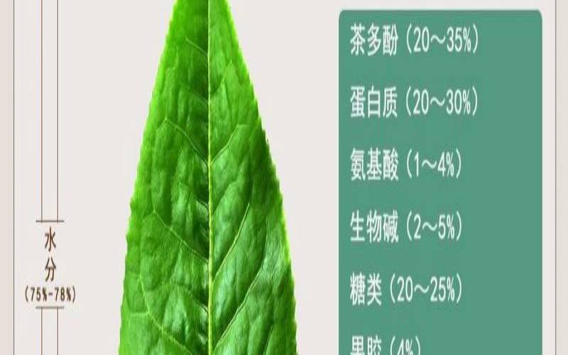普洱茶的内部物质是如何变化的,普洱茶里有什么内含物质 普洱茶的内部物质是如何变化的,普洱茶里有什么内含物质
