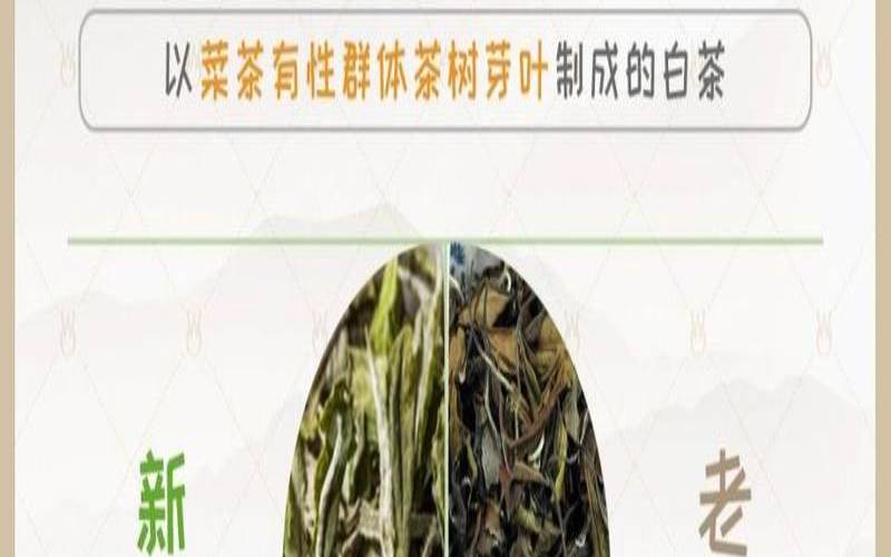 白茶寿眉白牡丹白茶寿眉白牡丹银针,白茶寿眉白牡丹的区别 白茶寿眉白牡丹白茶寿眉白牡丹银针,白茶寿眉白牡丹的区别