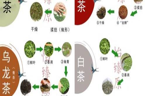 绿茶回潮加工工艺，绿茶的初制加工工艺