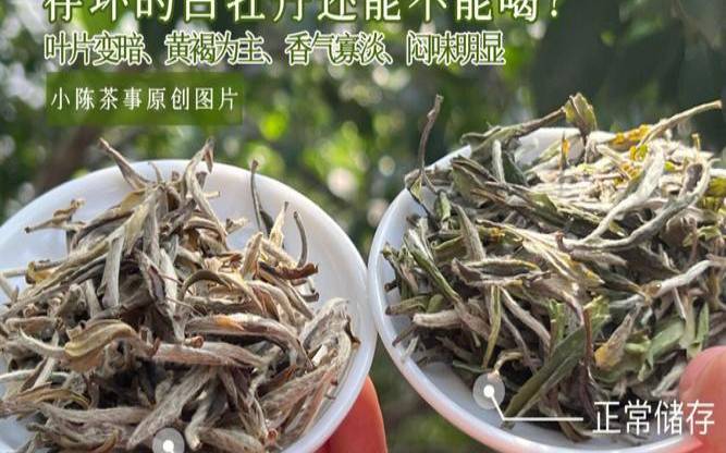 白茶需要洗吗,白茶需要洗嘛 白茶需要洗吗,白茶需要洗嘛