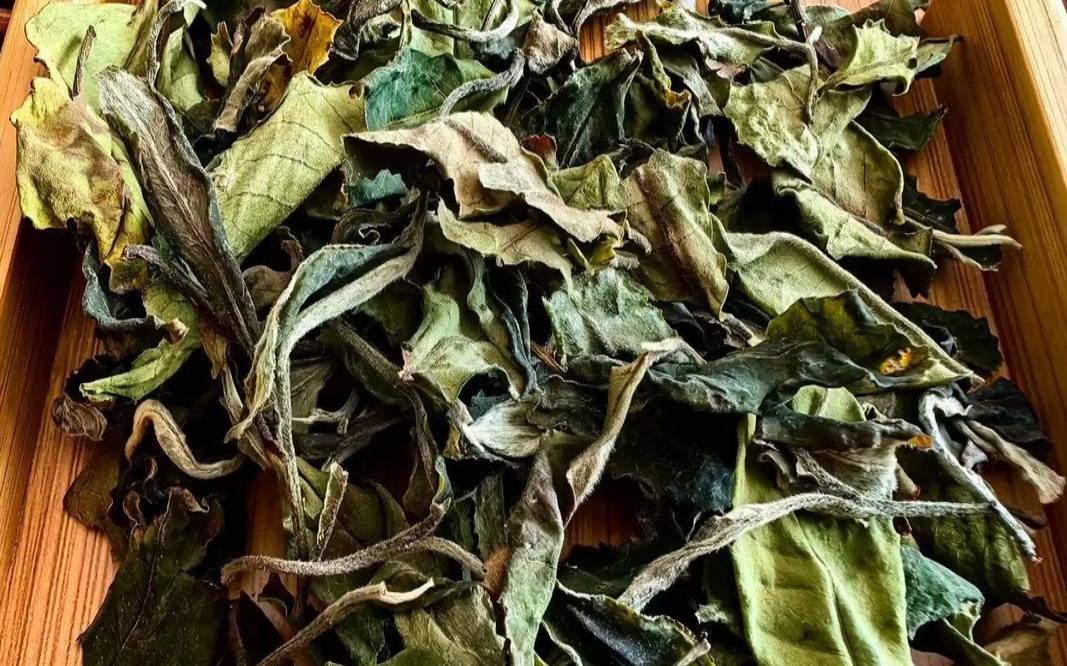 古树茶叶型(古树大叶茶属于什么茶)，古树茶的叶子有什么特征