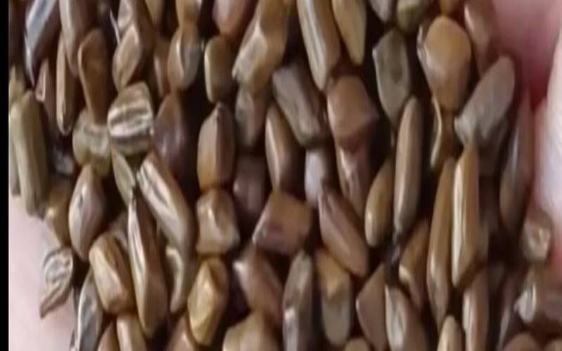 决明子生用好还是熟用好,炒决明子和不炒的区别 决明子生用好还是熟用好,炒决明子和不炒的区别