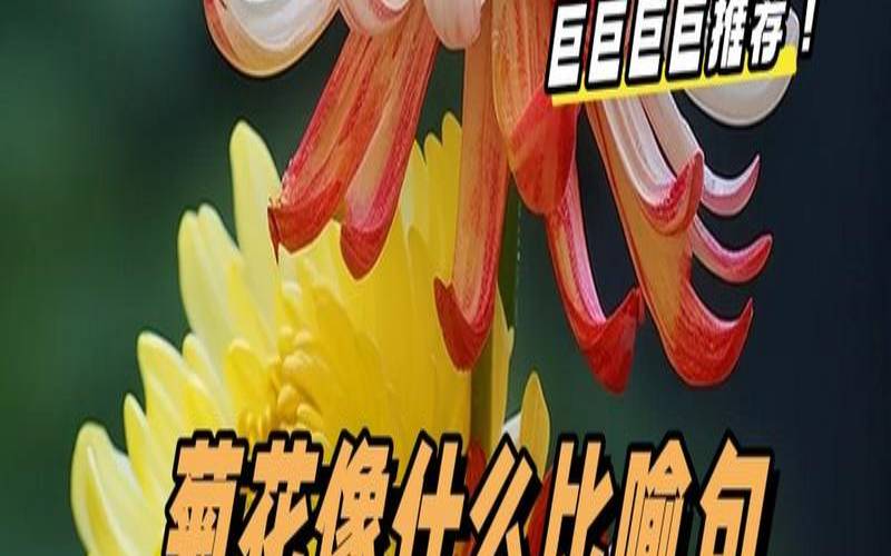 饮用菊花的标准,饮用菊花的标准有哪些 饮用菊花的标准,饮用菊花的标准有哪些