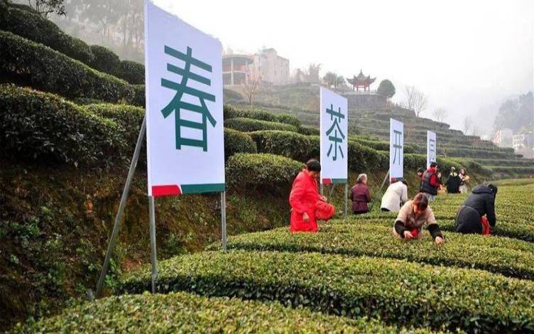 宜昌茶叶2005生产状况(宜昌最大茶叶市场)，湖北宜昌最大茶叶批发市场