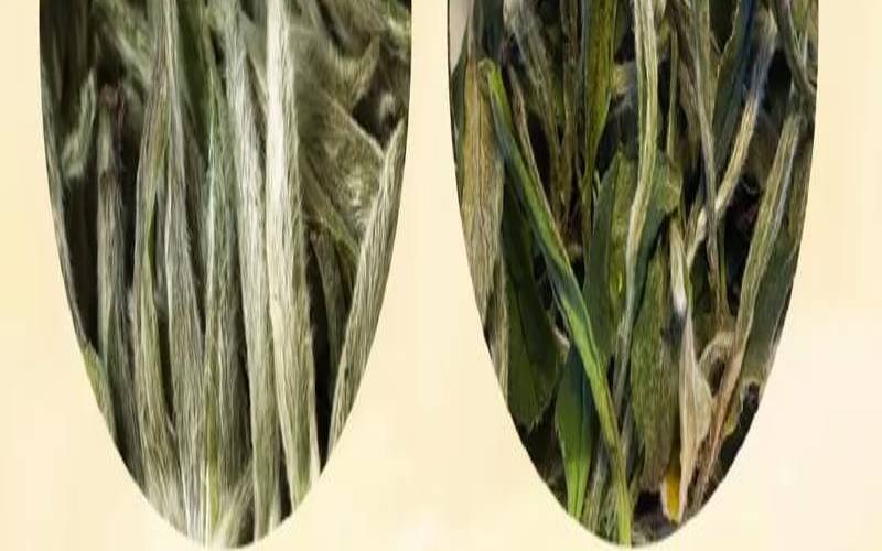 福鼎白茶十大知名品牌企业,福鼎白茶属于什么茶类