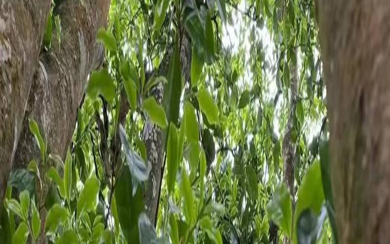 大叶茶属于什么茶,大叶植物有哪些 大叶茶属于什么茶,大叶植物有哪些