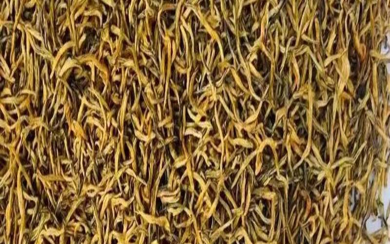 金骏眉什么季节的好，金骏眉什么季节的最好