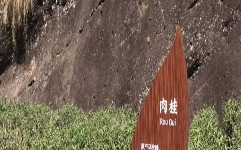 福建三棵茶树,三棵树的故事 福建三棵茶树,三棵树的故事