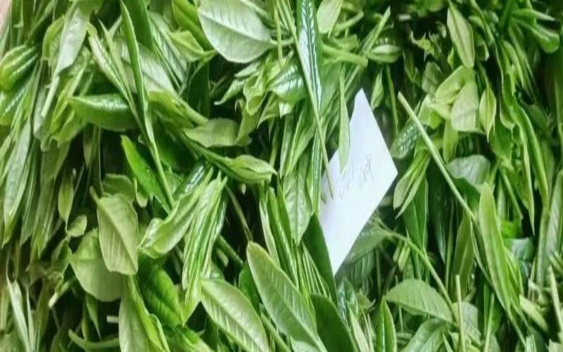 茯茶的功效与作用,猴魁茶叶多少钱一斤 茯茶的功效与作用,猴魁茶叶多少钱一斤