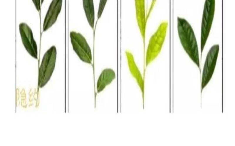 四大名丛是什么，武夷山四大名枞是什么茶