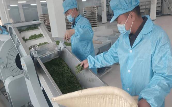 哪里需要釆茶工,办一个茶叶加工厂得多少钱