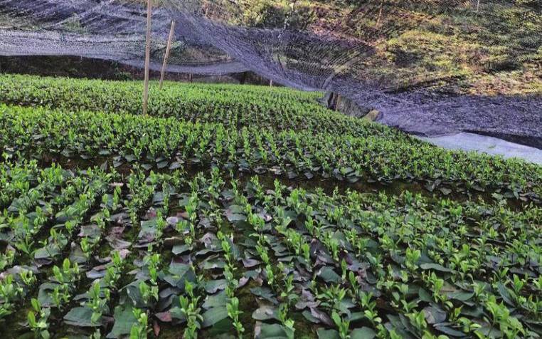 茶叶无性繁殖育苗视频,茶叶扦插方法 茶叶无性繁殖育苗视频,茶叶扦插方法