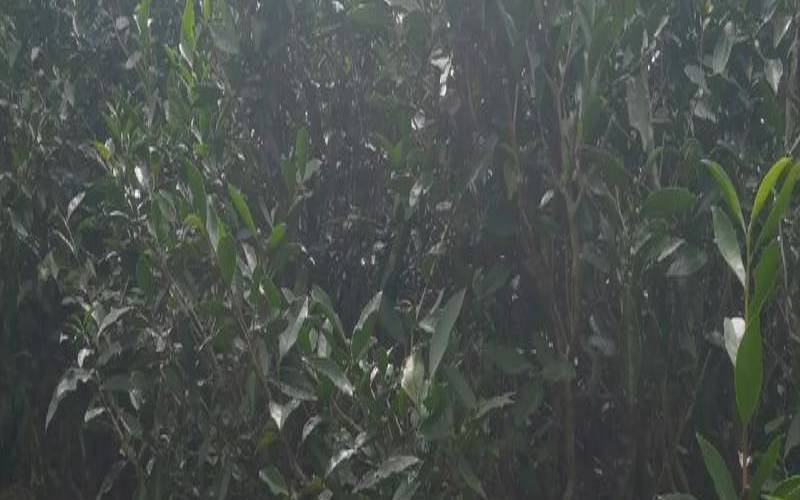 茶树对生态环境的要求,茶树对土壤的要求 茶树对生态环境的要求,茶树对土壤的要求
